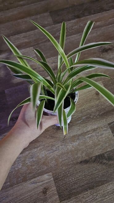 Промышленная химия: Хлорофитум — 2