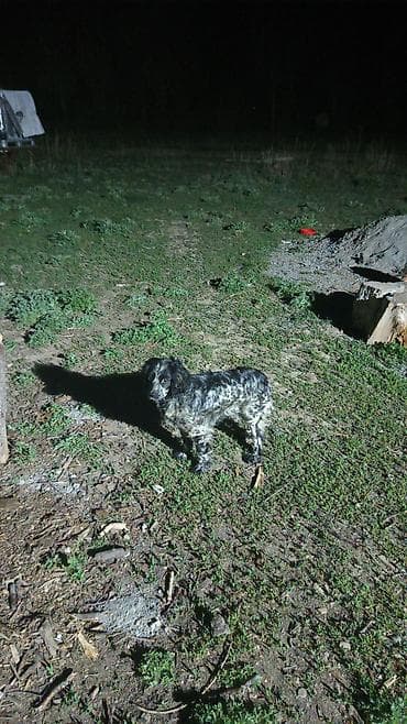 уй сатып алам бишкек: Продаётся,русский охотничьий спаниель,1год сука,черно-белым — 1