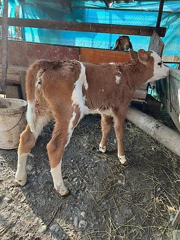 бычок лимузин: Продаю | Тёлка | На откорм | Племенные — 2