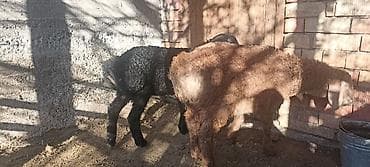 собака такса: Продаю | Ягненок | Для разведения — 9