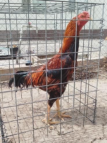 толк кана: Дакан тулок короз сатылат алмашу жолдору бар домашний тооко алмашам — 3