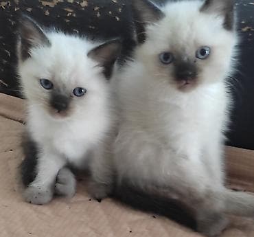 кошка британская вислоухая: Котята окраса пойнт и однотонный черный - Порода/тип: домуски с — 1