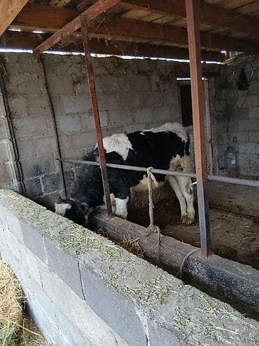 жирныйе телки: Продаю | Бык (самец) | Голштин | На откорм | Привязанные — 2