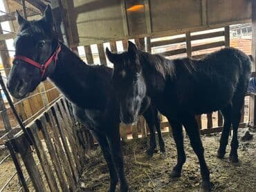 Собаки: Продаю | Кобыла (самка) | Для разведения | Племенные — 5