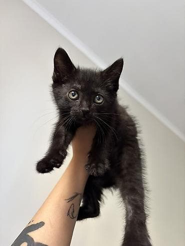 хочу котёнка: 🐾 Ищем любящих хозяев для котёнка 🐾 Мальчик, 2 месяца. Очень — 3