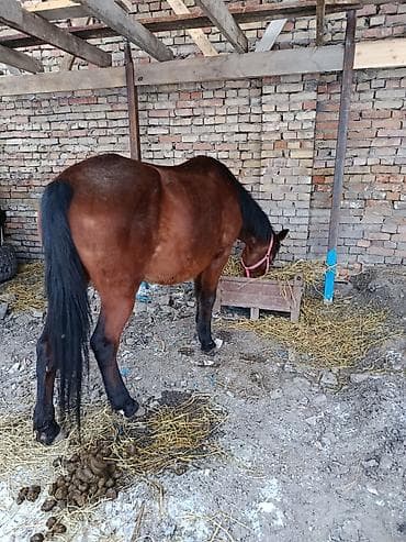 Услуги ветеринара: Продаю | Кобыла (самка) | Для разведения — 3