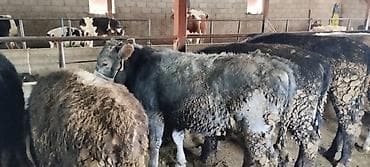 Аквариумы: Продаю | Бык (самец) | На откорм | Искусственник — 2