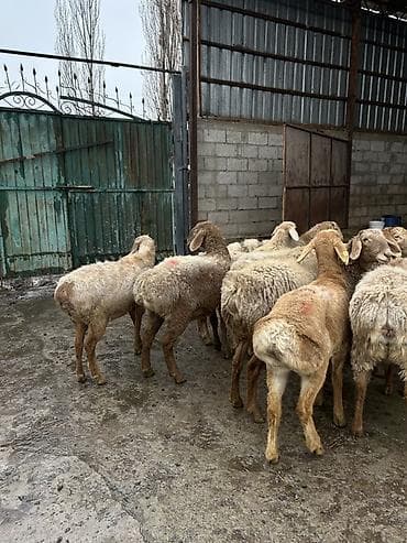 яицо дакан: Продаю | Ягненок | Для разведения — 7