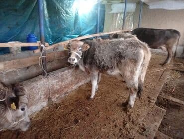 Линолеум: Продаю | Бык (самец) | На откорм | Привязанные — 4