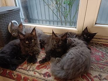 кошку: Котята мейн-кун - Окрас: чёрный дым, чёрный; есть котята — 5