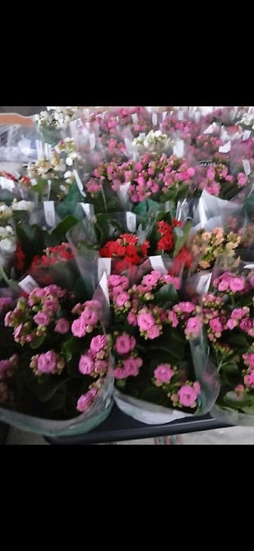 Каланхое каландива в горшках - Пышно цветущие комнатные растения с