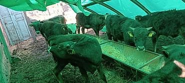 початки кукурузы: Продаю | Бык (самец) | Полукровка | На откорм — 1