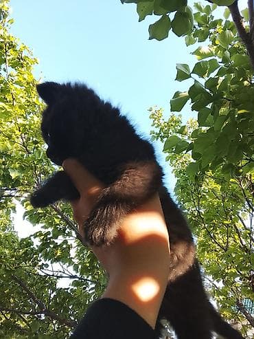 ищу котика: 2 месяца, Мальчик, Биколор, Приучена к лотку — 7