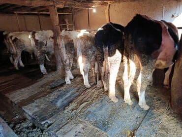 коровы высокоудойные: Продаю | Бык (самец) | Полукровка | На откорм | Привязанные — 1