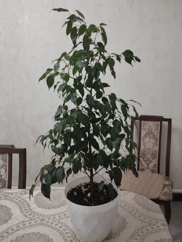 фикус большой: Фикус — 2