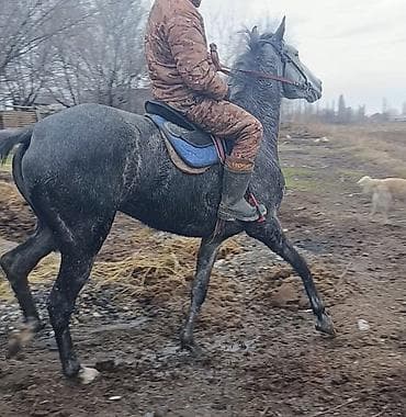 Продаю | Кобыла (самка) | Английская | Для разведения, Конный спорт | Племенные at lalafo.kg Продаю | Кобыла (самка) | Английская | Для разведения, Конный спорт | Племенные