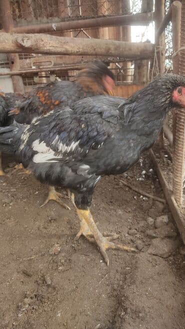 Продаю | Петух