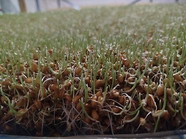 утки цена: Сумолкко ондурулгон даяр буудай сатылат кг 150 сомдон даяры — 4