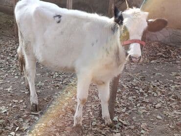 куплю французского бульдога: Продаю | Тёлка, Музоо, торпок | Бельгийская | Для разведения — 5