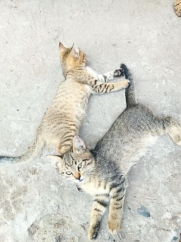 Животные: Полосатые котята-короткошёрстные - Два игривых котёнка с тигровым — 4