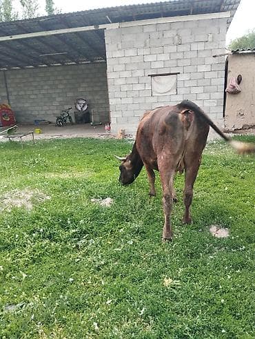 лошадь ахал теке цена: Продаю | Бык (самец) | Для молока | Привязанные — 2