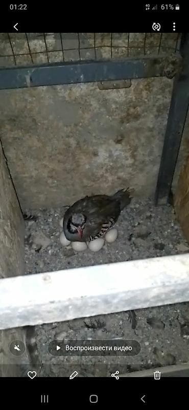 клетки для попугаев: Продаются кеклики памирские несутся круглый год сами высаживают и — 2