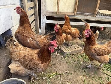 гнезда для птиц: Продаю | Куры, Петух — 2