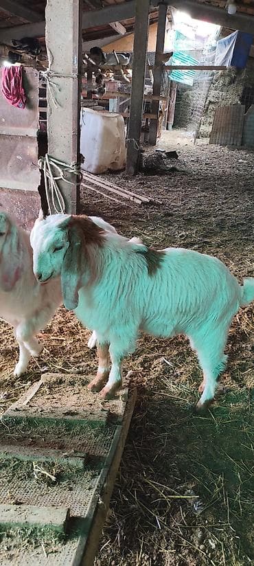 Корма для с/х животных: Продаю | Козлёнок | Битал | Для разведения | Племенные — 4