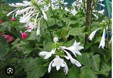хоста цветы: Хоста ароматная (Hosta plantaginea) — крупнолистный декоративный — 1
