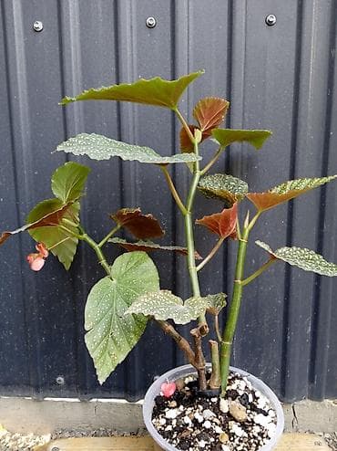 Бегонии: Бегония макулата (Polka Dot Begonia, бегония «ангельские крылья») в — 3