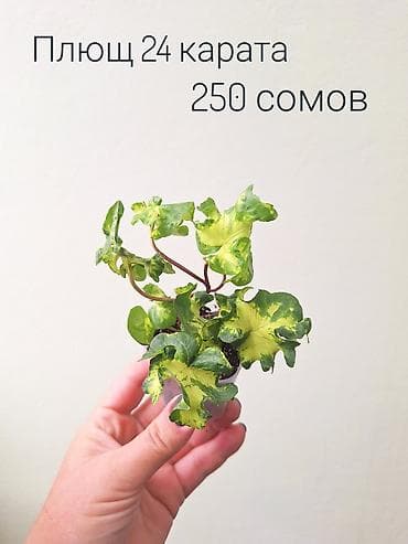 Үй жана бакча: 🌿 Комнатные цветы (укоренённые черенки/молодые растения/взрослые — 7