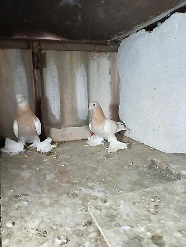 кукуруа: Пара декоративных голубей, тип «кружастые/космоногие» (перьевые — 1