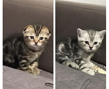 Мышыктар: Скотиш Фолд (Шотландиялык шалпаң кулак), 1 айлык, Ургаачы, Лотокко барууга үйрөтүлгөн — 2