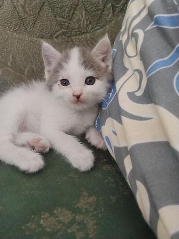 Кошка даром: Абиссинская, 2 месяца, Девочка, Приучена к лотку — 1