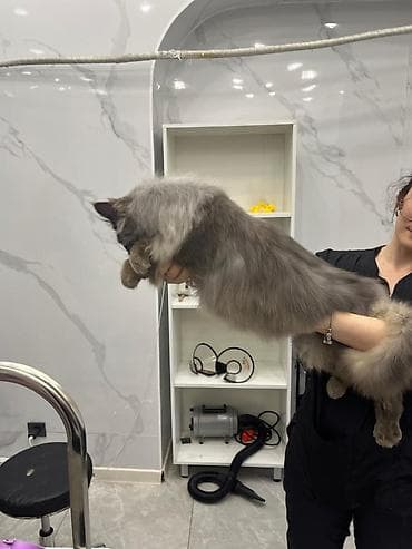 продажа котят мейн кун: Мейн-кун, 1 месяц, Мальчик, Приучена к лотку — 3