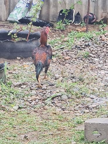 ангуз бука: Продаю | Петух | Бойцовая | Для разведения — 8