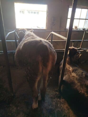 продаю клетки: Продаю | Корова (самка) | На забой | Привязанные — 6