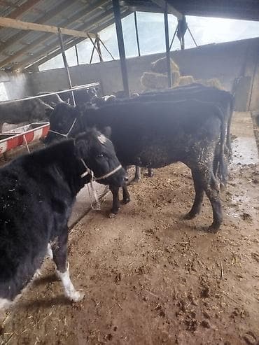 корова стелная: Продаю | Тёлка | Для разведения | Нетель — 1
