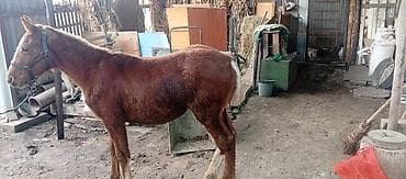 лошадь цена: Продаю | Кобыла (самка) | Рабочий | Мерин — 4