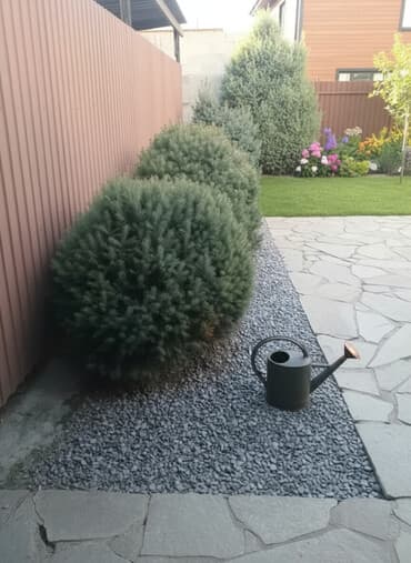 елка бишкек 2023: Живой ёлки сатылат Осмотр район Дордой — 1