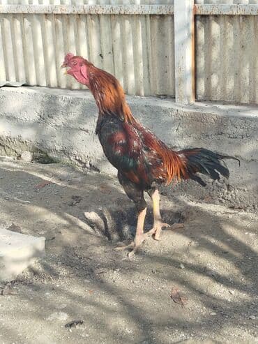 зоомагазин бишкек с животными: Продаю | Куры — 7