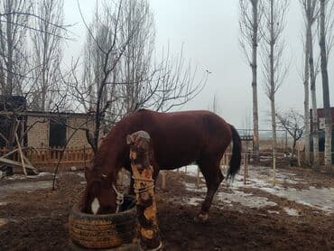 Аквариумы: Продаю | Конь (самец) | Рабочий | Мерин — 4