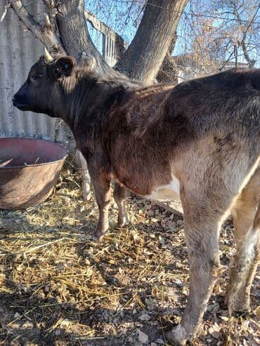 дом животные: Продаю | Тёлка | Алатауская | Для разведения, Для молока — 1
