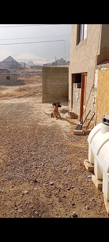 Вязка собак: Бельгийская овчарка, 2 месяца, Самец — 4