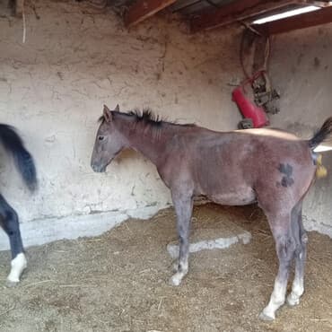 купить собаку шпица недорого: Продаю | Жеребенок — 1