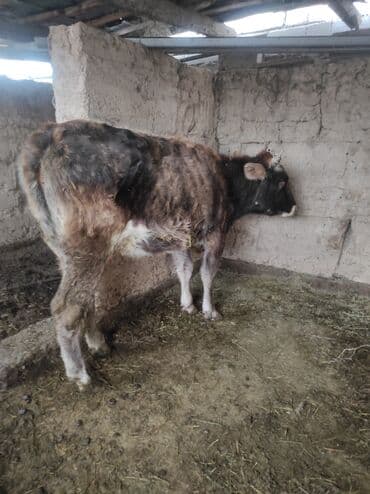 Грызуны: Продаю | Бык (самец) | На откорм | Привязанные — 1