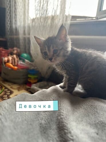 отдам котенка в добрые руки: Эркек — 3