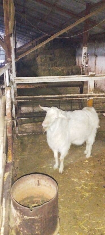 Эчкилер, текелер: Сатам | Теке (эркек) | Заанен | Көбөйтүү үчүн | Асыл тукумдуу — 3