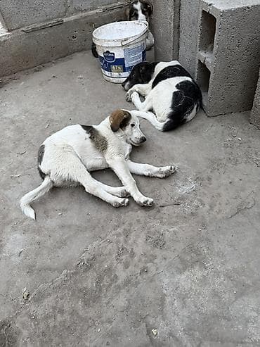 Животные: Собака даром: Дворняжка, 1 год, Самец — 2