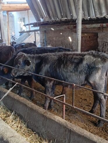 молочное оборудование: Сатам | Музоо | Бордоп семиртүү үчүн — 4